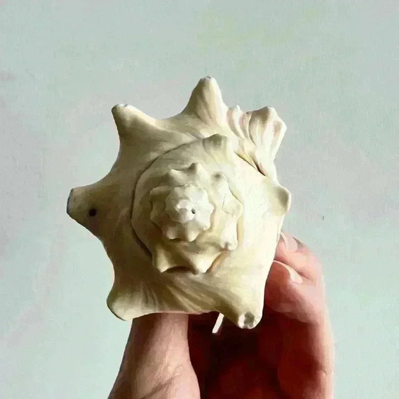 Decorative Sea Shell Home Decor Coastal Design - Picture 3 of 14